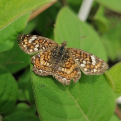Phyciodes pallescens