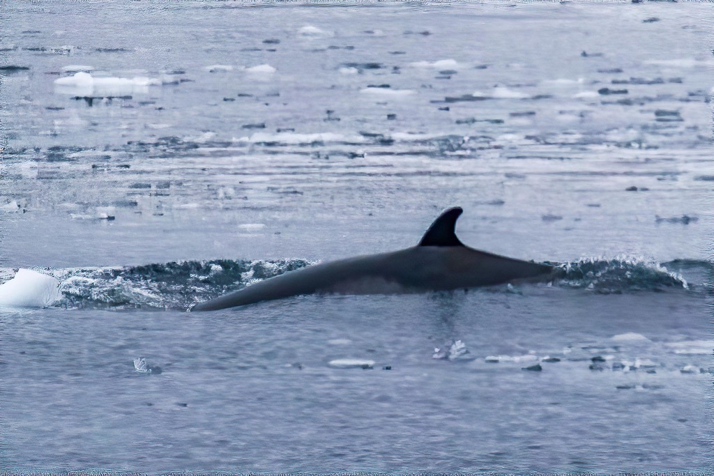 Antarctic minke whale surfacing among sea ice