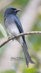 Dicrurus caerulescens