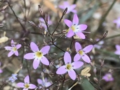 Polemoniaceae