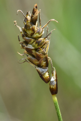 Carex filifolia