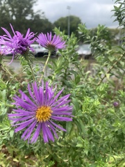 Symphyotrichum novae-angliae