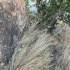 Pseudoroegneria spicata