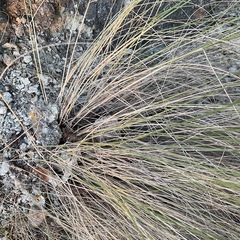 Pseudoroegneria spicata