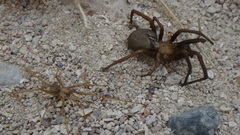 Sahastata sinuspersica