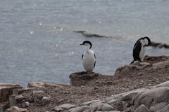 Leucocarbo bransfieldensis