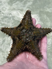Oreaster reticulatus