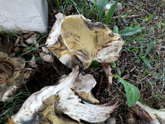 Caloboletus radicans