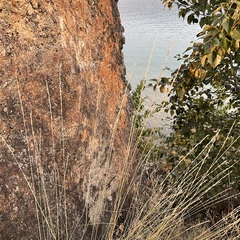 Pseudoroegneria spicata