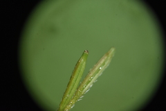 Osmorhiza purpurea