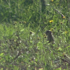 Urocitellus richardsonii