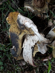 Caloboletus radicans