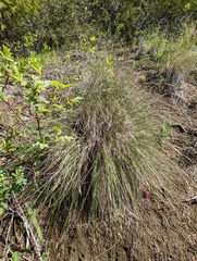 Carex filifolia