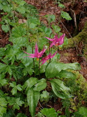 Erythronium revolutum