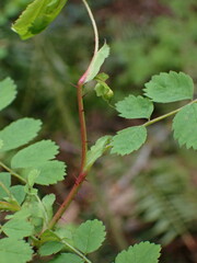 Rosa gymnocarpa