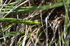 Carex filifolia
