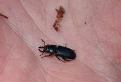 Platycerus oregonensis