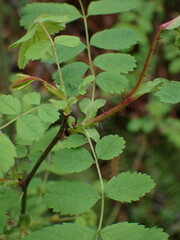 Rosa gymnocarpa