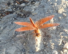 Brachythemis contaminata