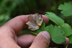 Pucciniaceae