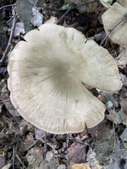 Megacollybia