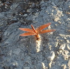 Brachythemis contaminata