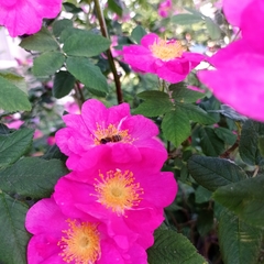 Rosa majalis