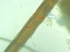 Scutellinia colensoi