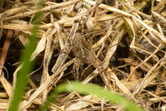 Pardosa