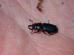 Platycerus oregonensis