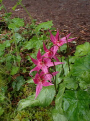 Erythronium revolutum