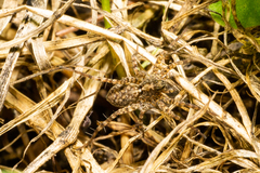 Pardosa