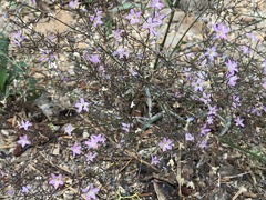 Polemoniaceae