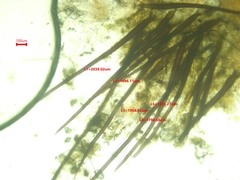 Scutellinia colensoi