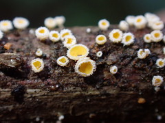 Capitotricha bicolor