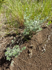 Artemisia frigida