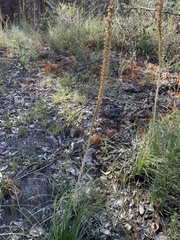 Xerophyllum tenax