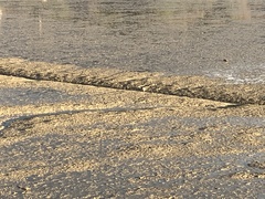 Egretta novaehollandiae novaehollandiae