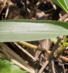 Leiocephalus lunatus