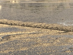 Egretta novaehollandiae novaehollandiae