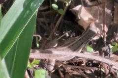 Leiocephalus lunatus