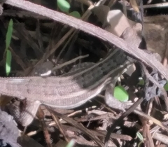 Leiocephalus lunatus