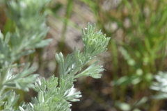Artemisia frigida