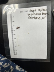 Camponotus chromaiodes