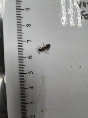 Camponotus chromaiodes
