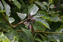 Sambucus racemosa melanocarpa