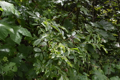 Sambucus racemosa melanocarpa