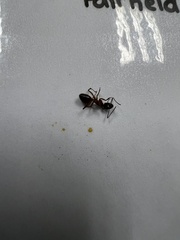 Camponotus chromaiodes