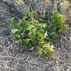 Toxicodendron rydbergii