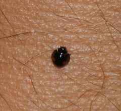 Chilocorus renipustulatus